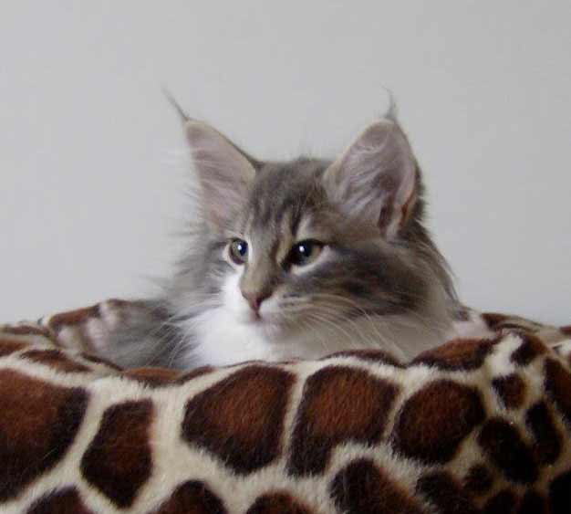 BlueLynxKittens Blue Lynx Cattery