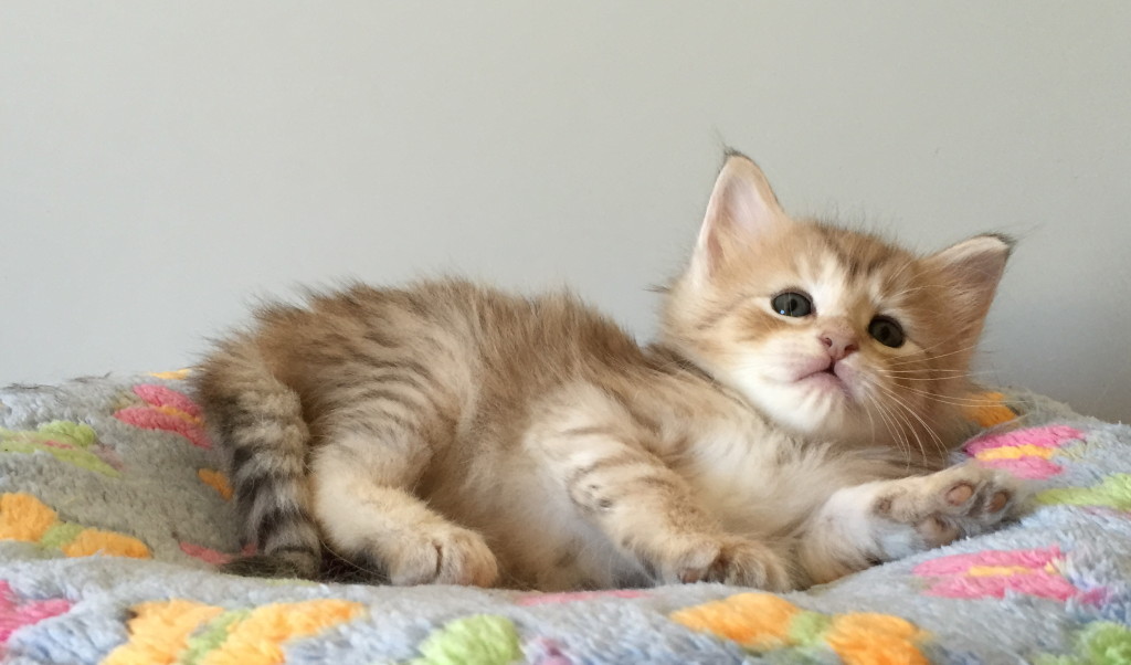 jenny5.5